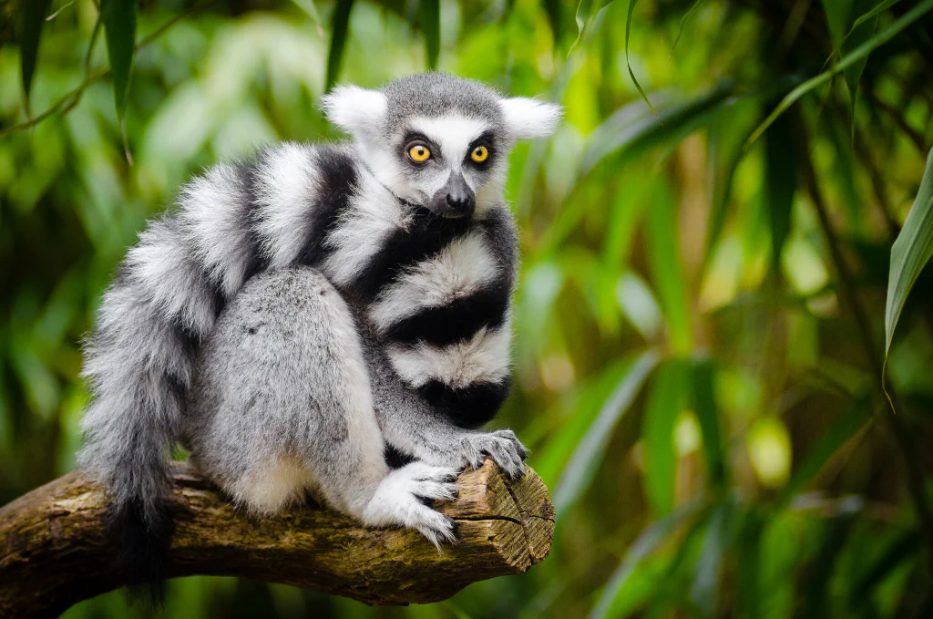 Ring-tailed lemur